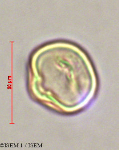 ISEM 1/Alchornea_iricurana_28006/Alchornea_iricurana_28006_0001(copy)_thumb.jpg